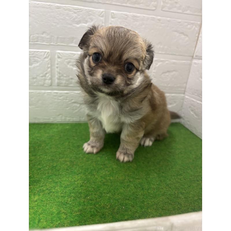 販売中の岐阜県のチワワ(ロングコート)-440417の2枚目