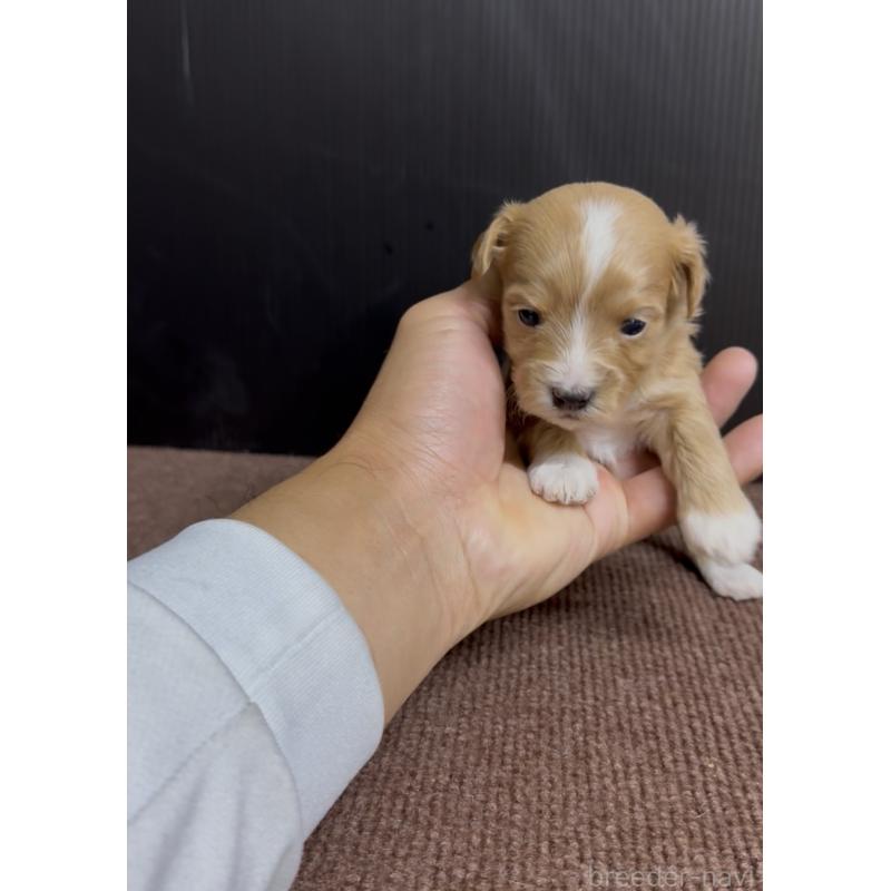 販売中の福岡県のマルプー:マルチーズ×トイプードル-440418の3枚目