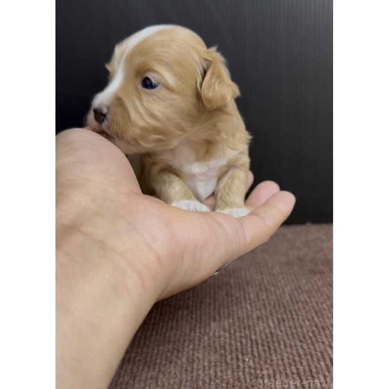 販売中の福岡県のマルプー:マルチーズ×トイプードル-440418の2枚目