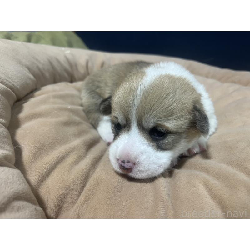 販売中の埼玉県のウェルシュコーギーペンブローク-440419