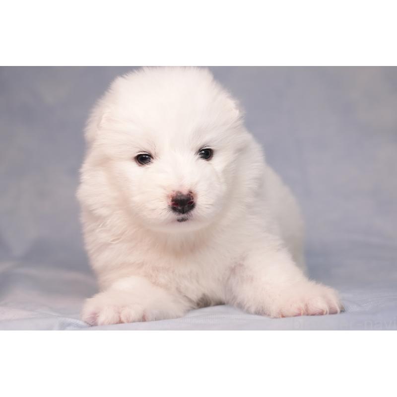 販売中の群馬県のサモエド-440424の14枚目