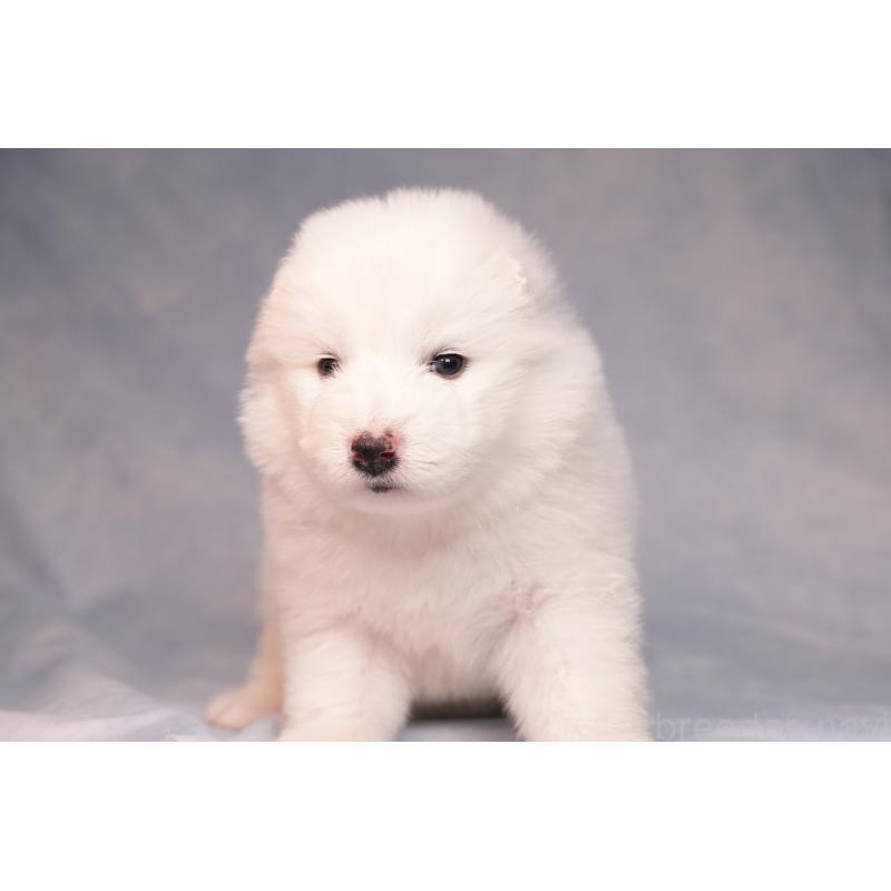 販売中の群馬県のサモエド-440424の13枚目