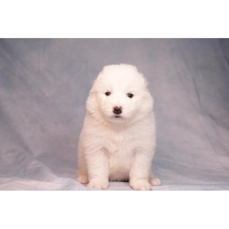 販売中の群馬県のサモエド-440424の12枚目