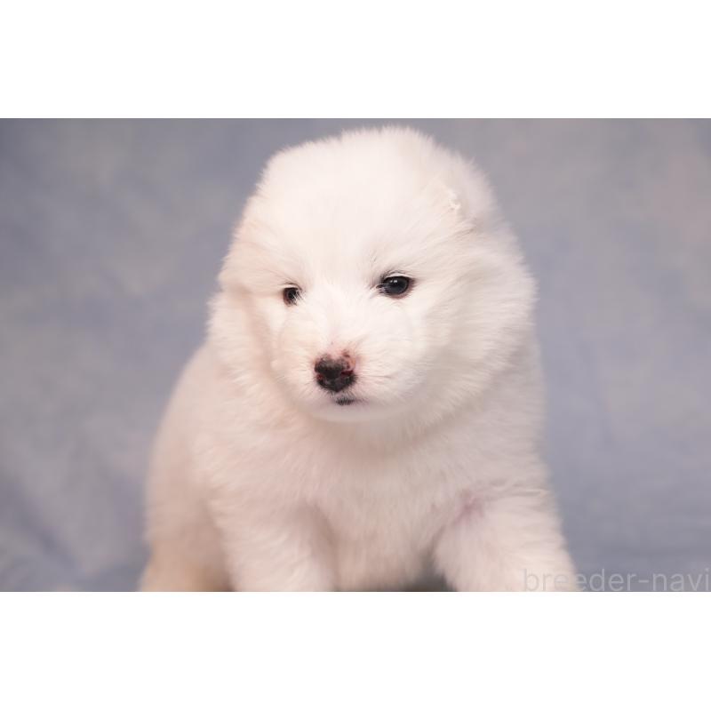 販売中の群馬県のサモエド-440424の11枚目