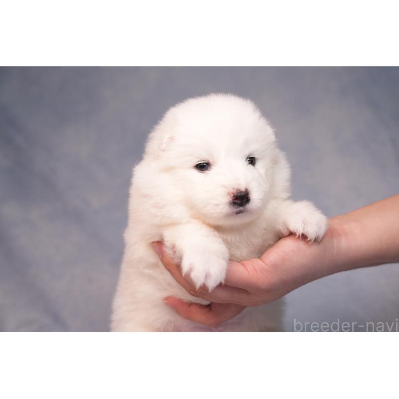 販売中の群馬県のサモエド-440424の10枚目