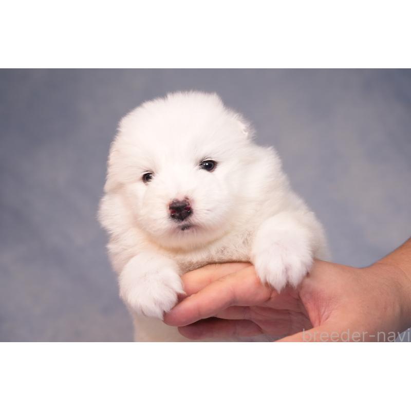 販売中の群馬県のサモエド-440424の9枚目