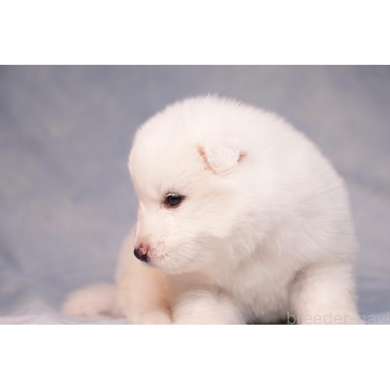 販売中の群馬県のサモエド-440424の8枚目