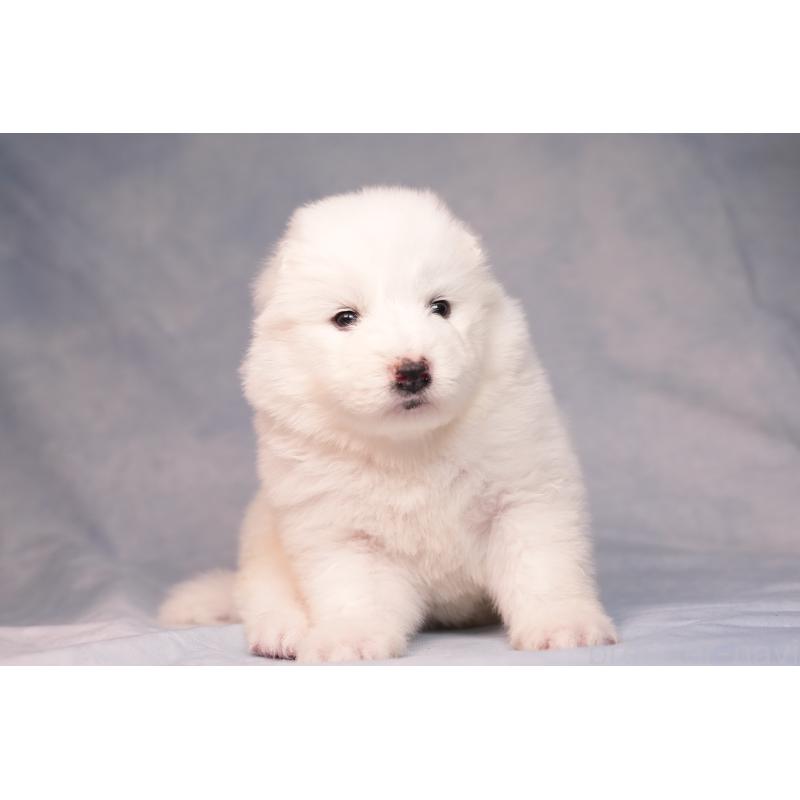 販売中の群馬県のサモエド-440424の7枚目