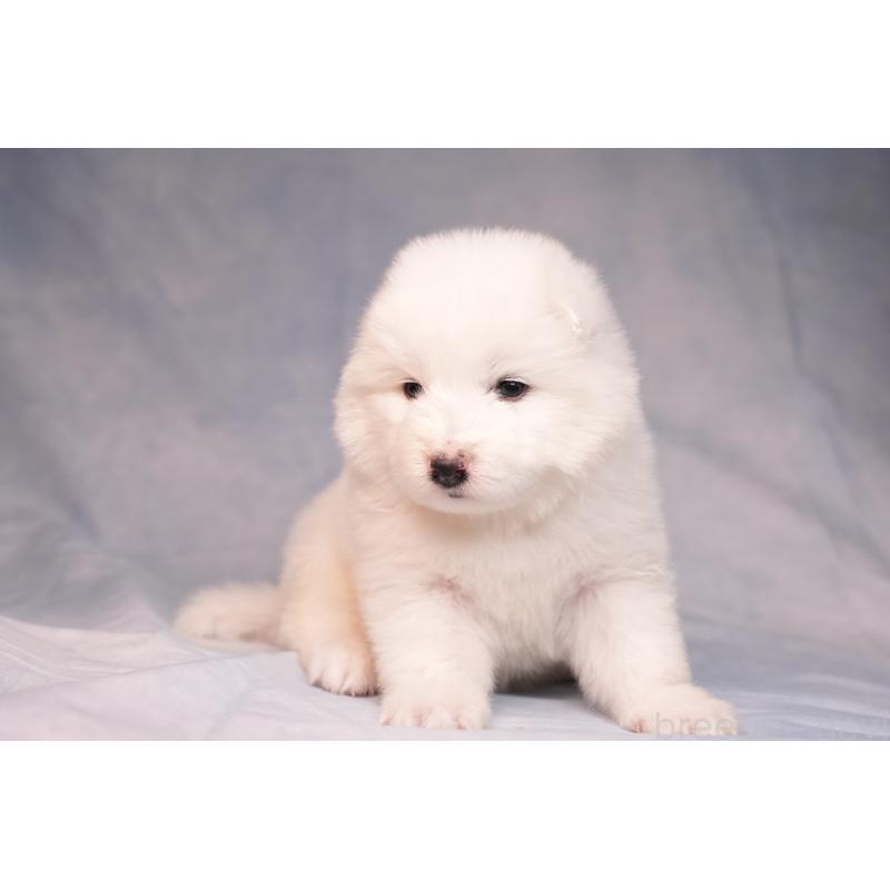 販売中の群馬県のサモエド-440424の6枚目