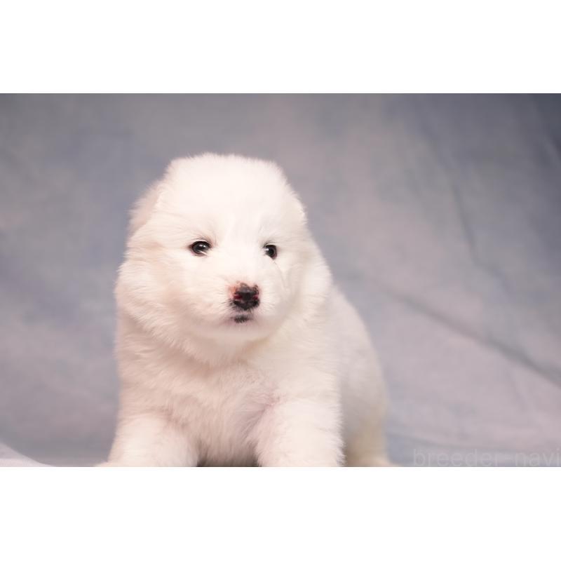 販売中の群馬県のサモエド-440424の5枚目