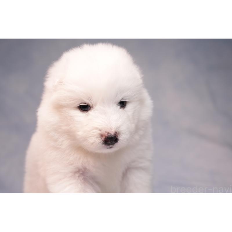 販売中の群馬県のサモエド-440424の4枚目