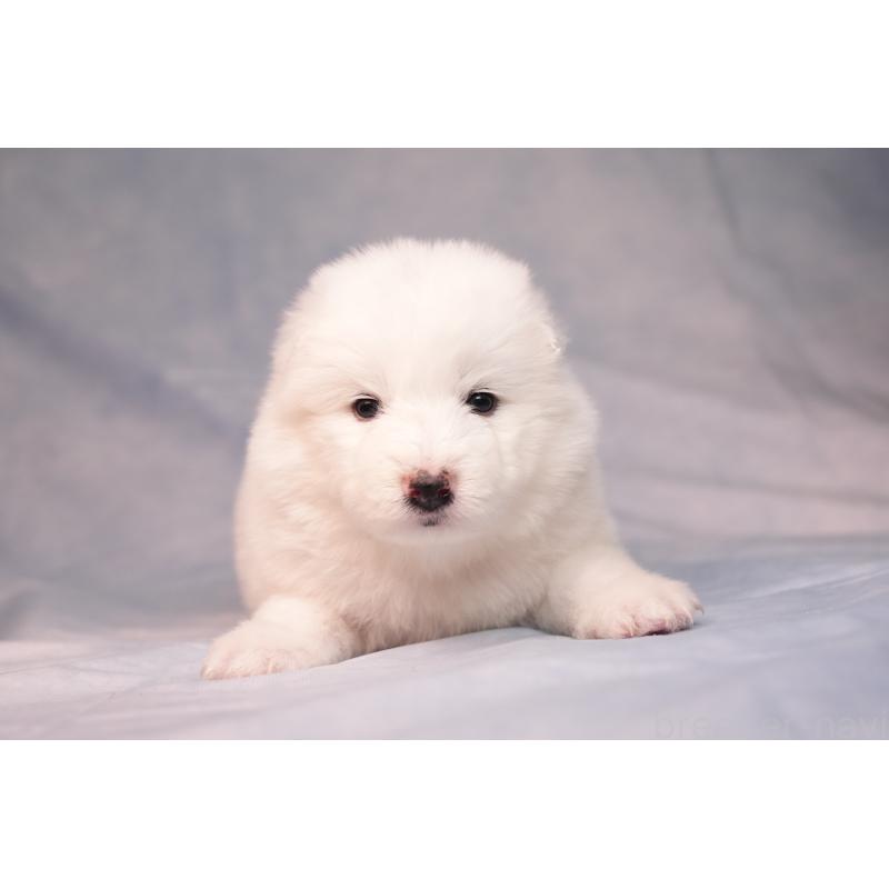 販売中の群馬県のサモエド-440424の2枚目