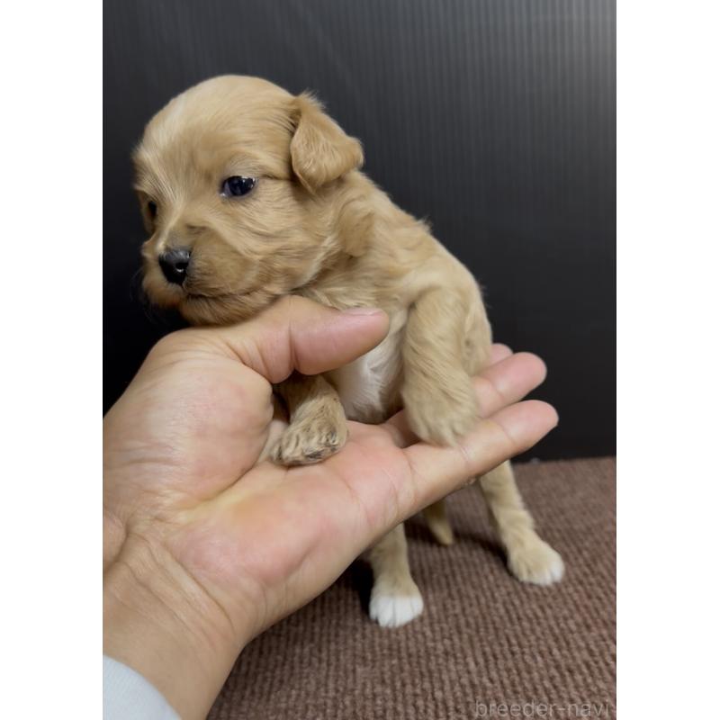 販売中の福岡県のマルプー:マルチーズ×トイプードル-440420の3枚目