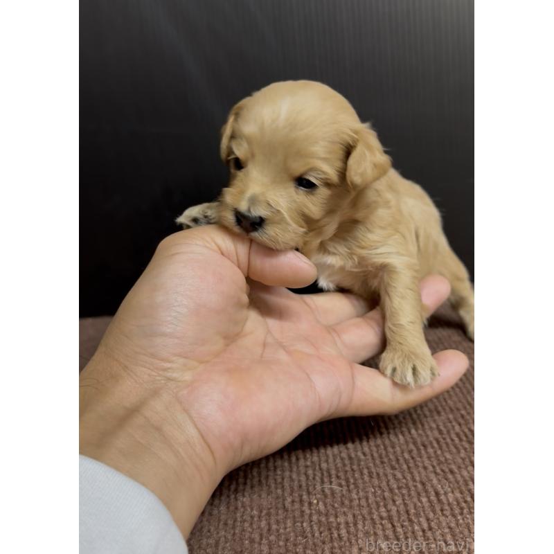 販売中の福岡県のマルプー:マルチーズ×トイプードル-440420の2枚目