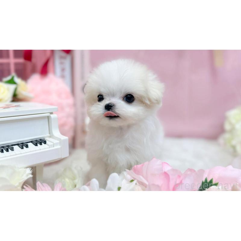 販売中の愛知県のマルチーズ-440422の4枚目