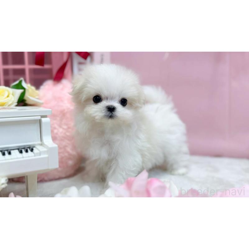 販売中の愛知県のマルチーズ-440422の3枚目