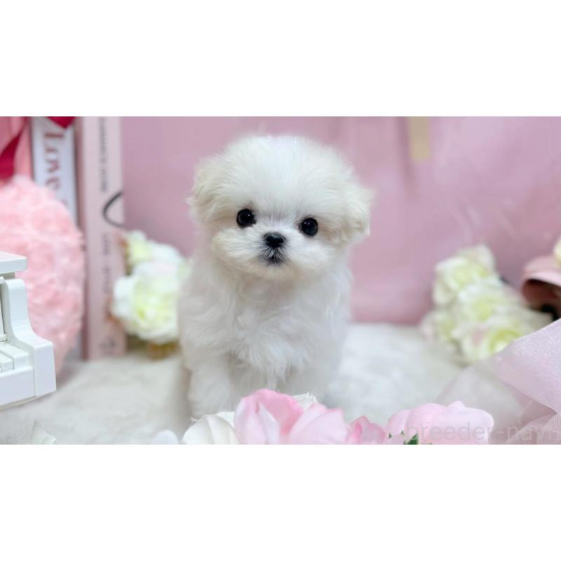 販売中の愛知県のマルチーズ-440422の2枚目