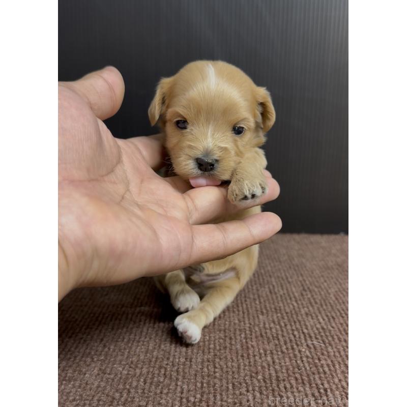 販売中の福岡県のマルプー:マルチーズ×トイプードル-440421の3枚目