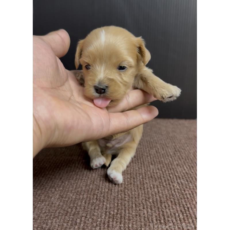 販売中の福岡県のマルプー:マルチーズ×トイプードル-440421の2枚目