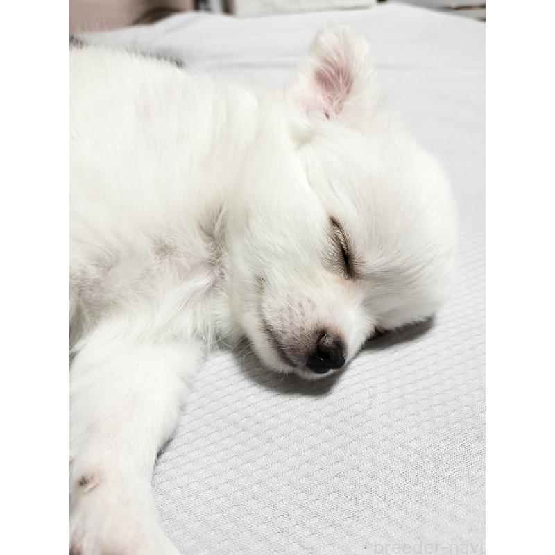 成約済の広島県のチワワ(ロングコート)-436791の8枚目