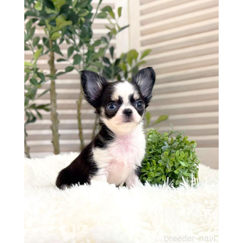 販売中の愛知県のチワワ(ロングコート)-440423の2枚目