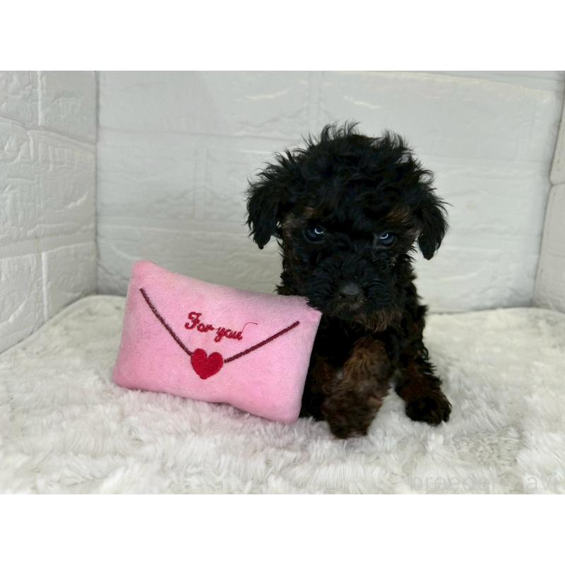 販売中の茨城県のトイプードル-440425の3枚目