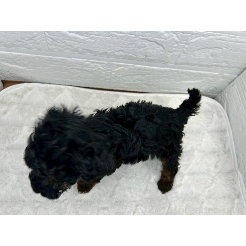 販売中の茨城県のトイプードル-440425の2枚目