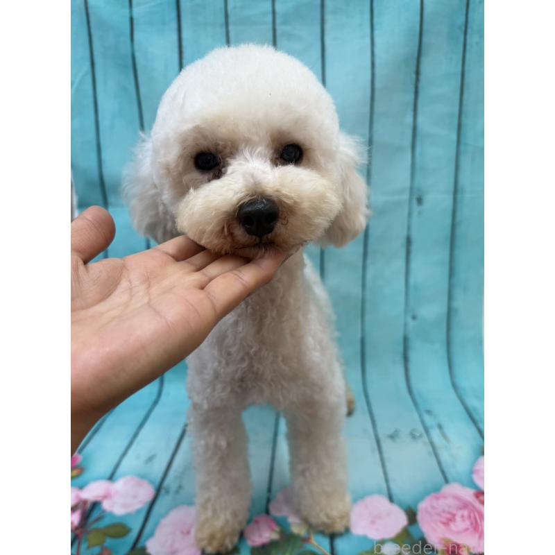 販売中の大阪府のタイニープードル-440427の1枚目