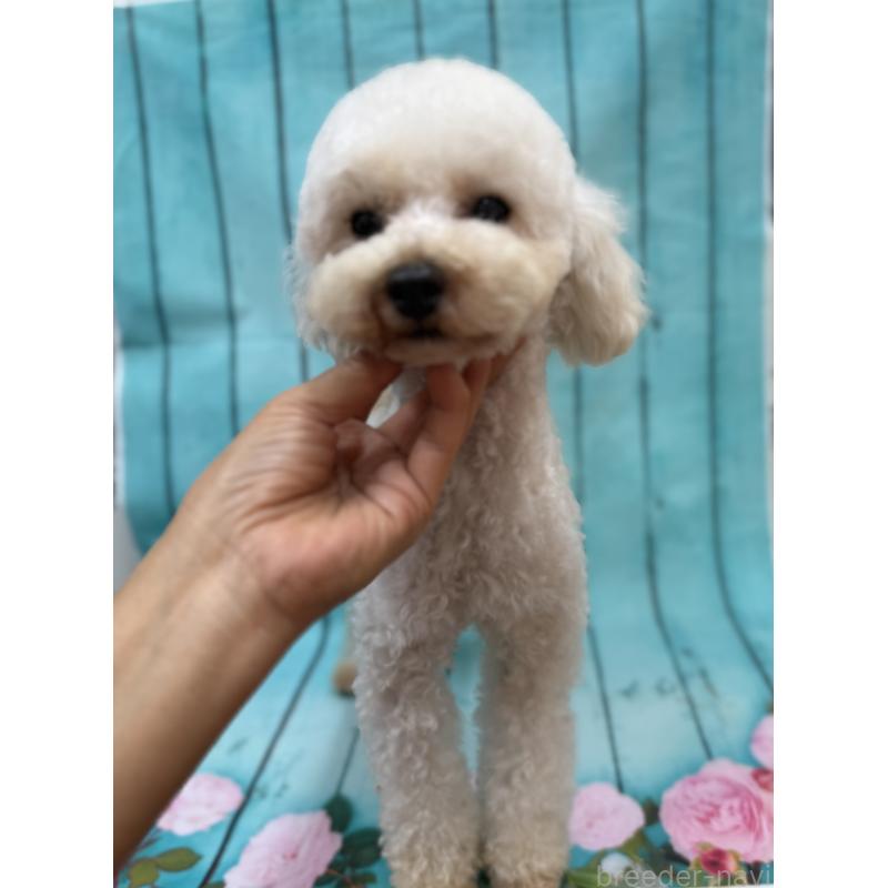 販売中の大阪府のタイニープードル-440427の2枚目