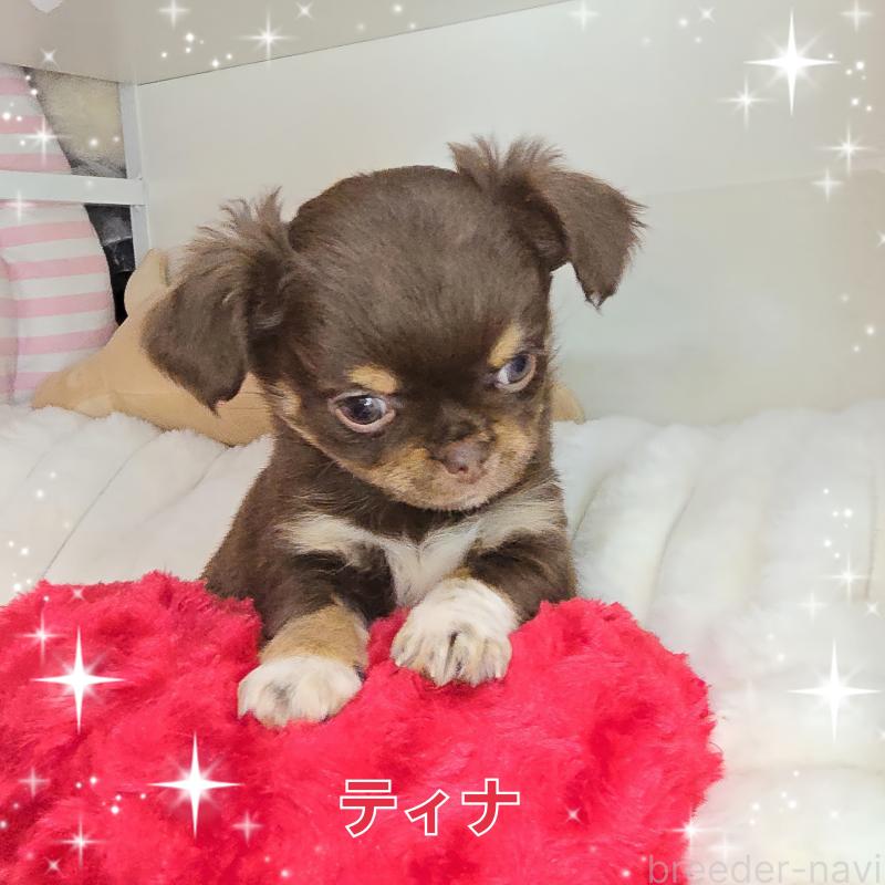 販売中の東京都のチワワ(ロングコート)-437778の8枚目