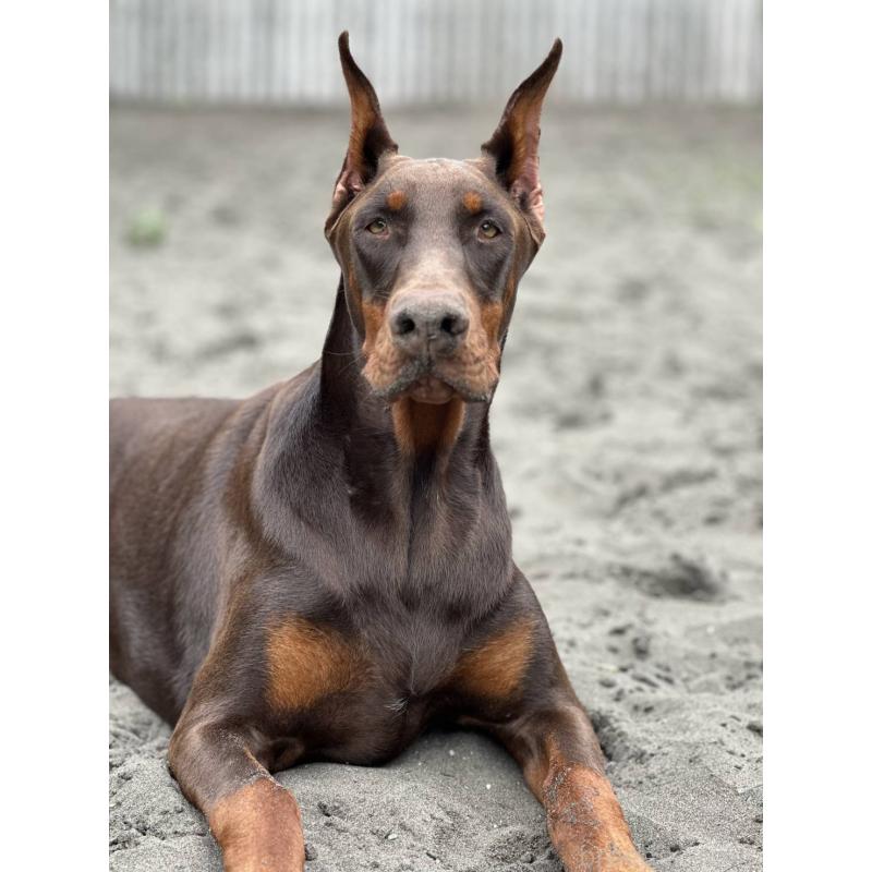 販売中の長崎県のドーベルマン-440428の4枚目