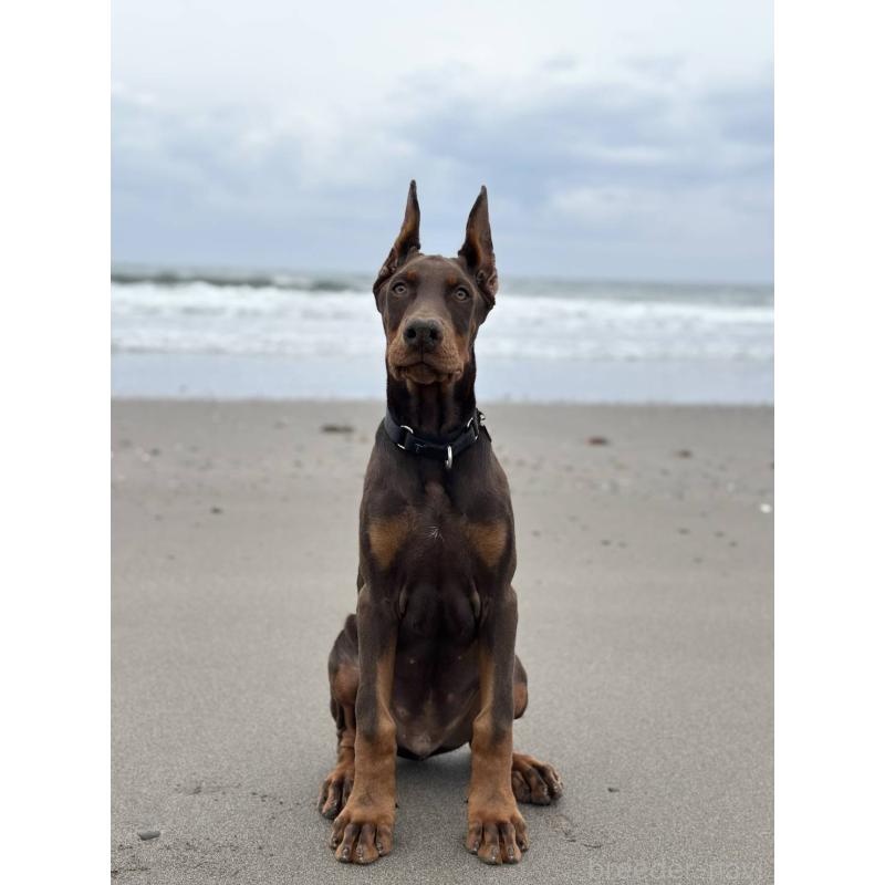 販売中の長崎県のドーベルマン-440428の3枚目