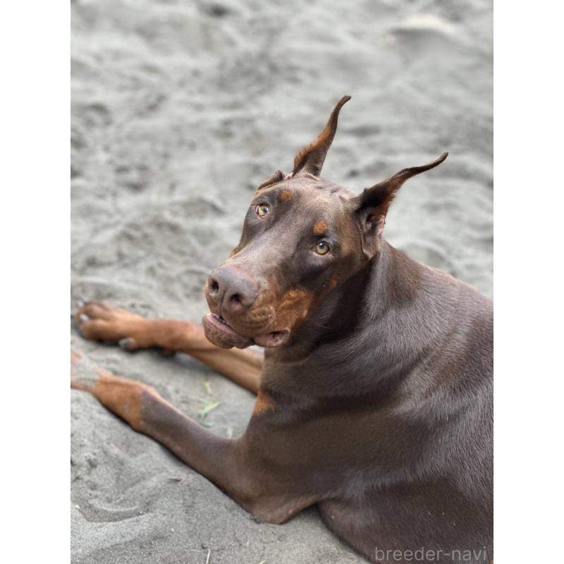 販売中の長崎県のドーベルマン-440428の2枚目