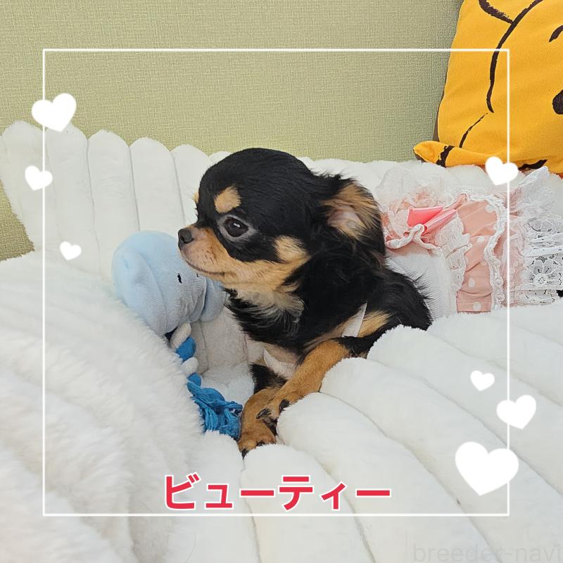 販売中の東京都のチワワ(ロングコート)-423308