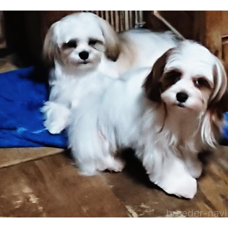 販売中の栃木県のマルシーズー:マルチーズ×シーズー-425120の2枚目