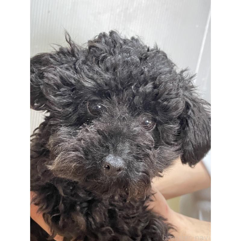 成約済の静岡県のトイプードル-385795の2枚目