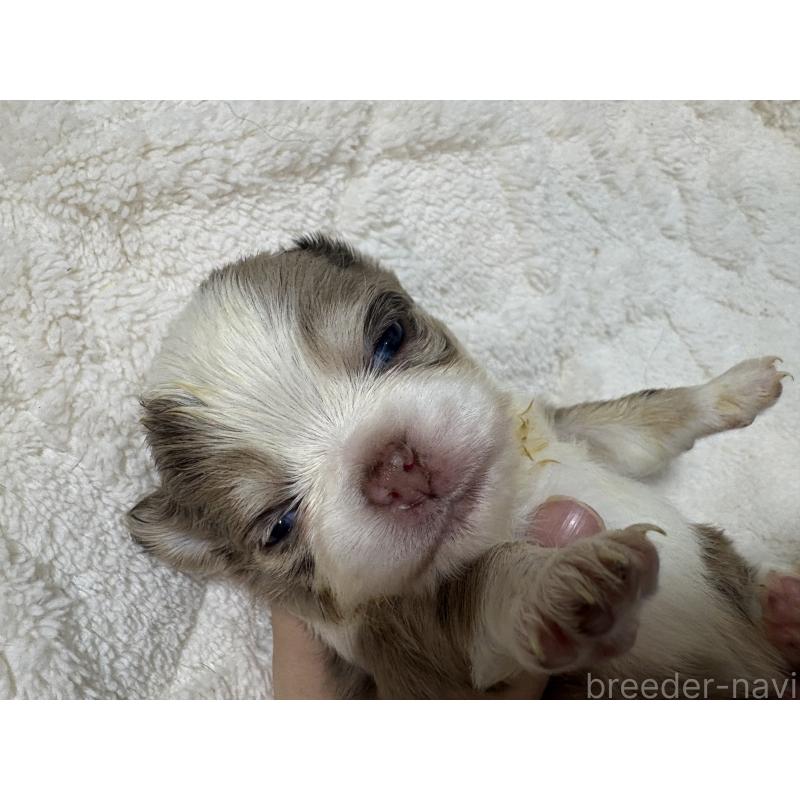 販売中の福岡県のチワワ(ロングコート)-439301