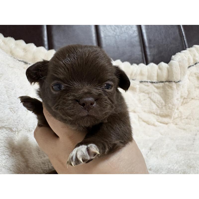 販売中の福岡県のチワワ(ロングコート)-439300