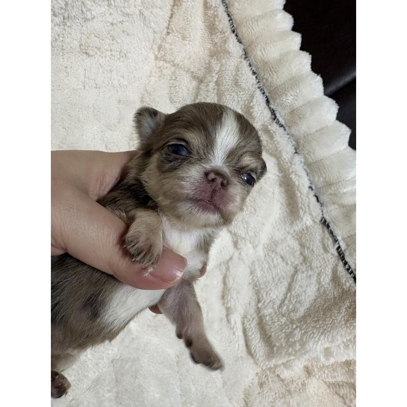 販売中の福岡県のチワワ(ロングコート)-435777