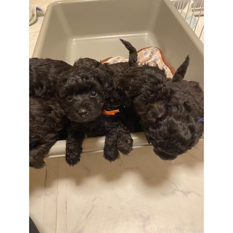 成約済の岡山県のトイプードル-438843の3枚目