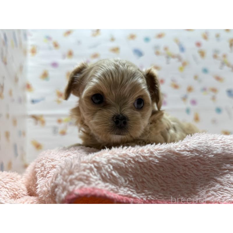 成約済の東京都のチワプー:チワワ×トイプードル-437368の13枚目