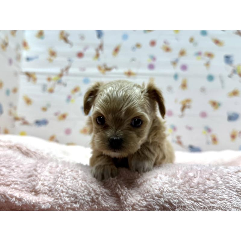 成約済の東京都のチワプー:チワワ×トイプードル-437368の12枚目