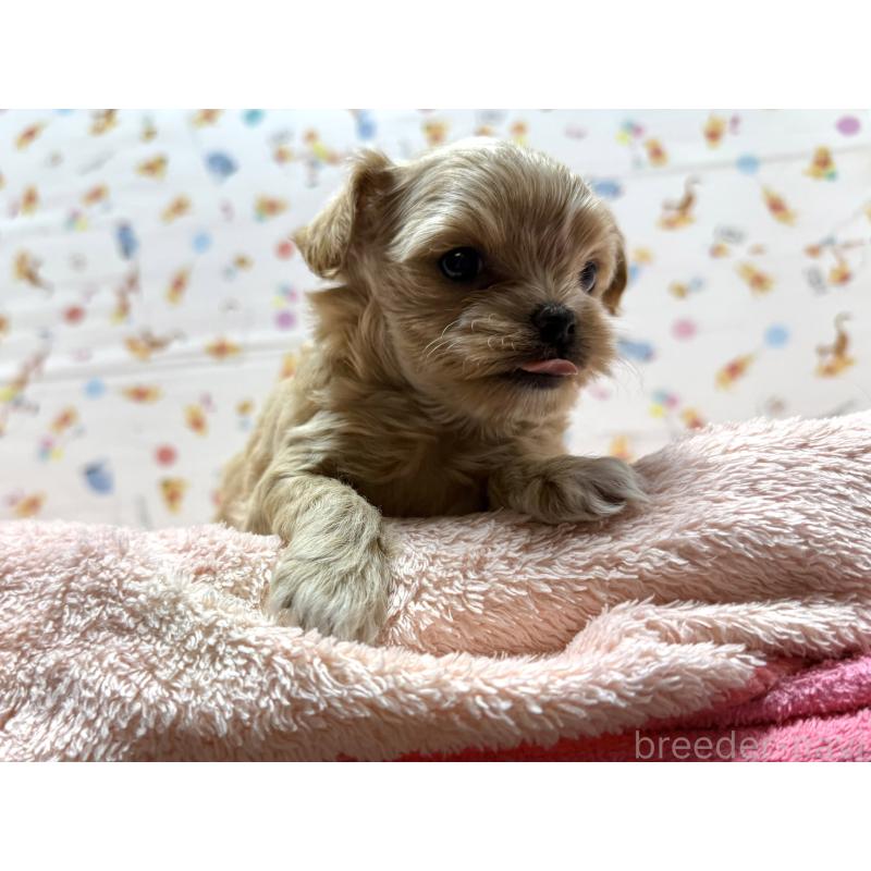 成約済の東京都のチワプー:チワワ×トイプードル-437368の11枚目