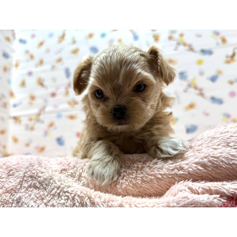 成約済の東京都のチワプー:チワワ×トイプードル-437368の9枚目