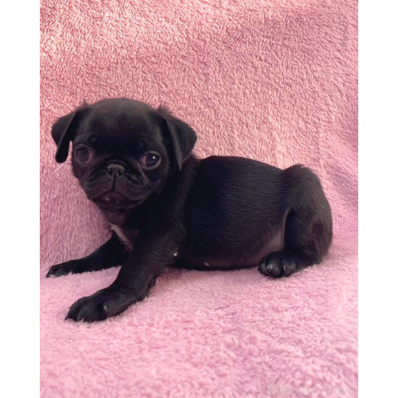 販売中の神奈川県のパグ-440193の12枚目