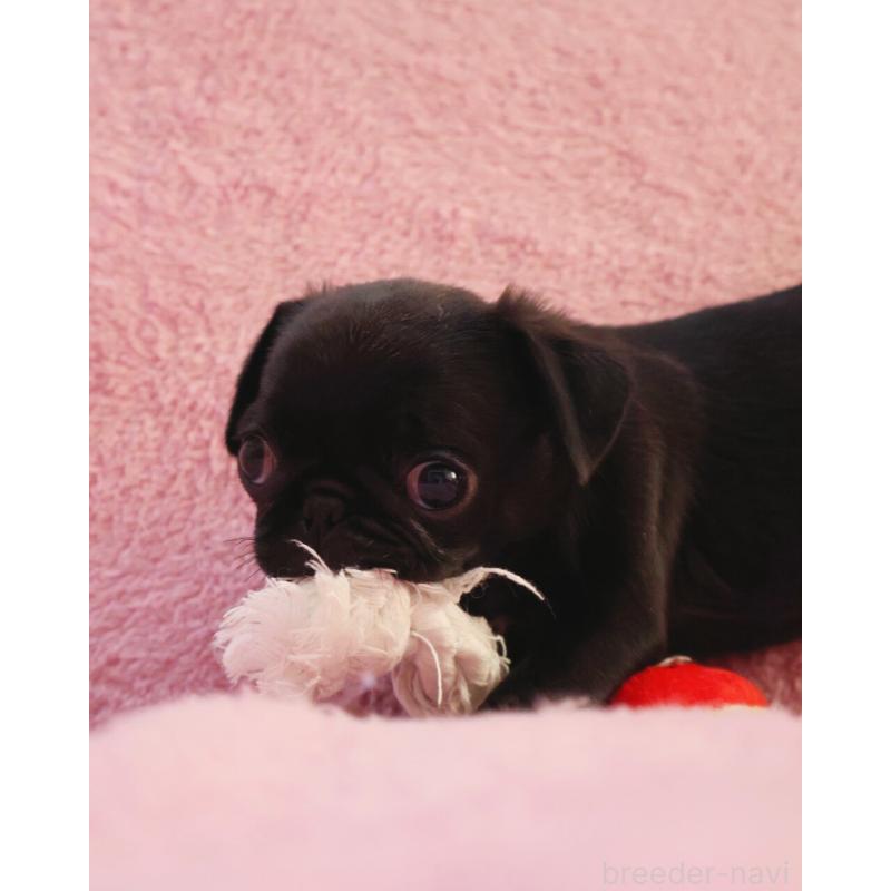 販売中の神奈川県のパグ-440193の11枚目