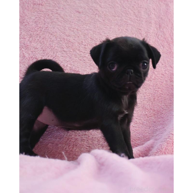 販売中の神奈川県のパグ-440193の10枚目