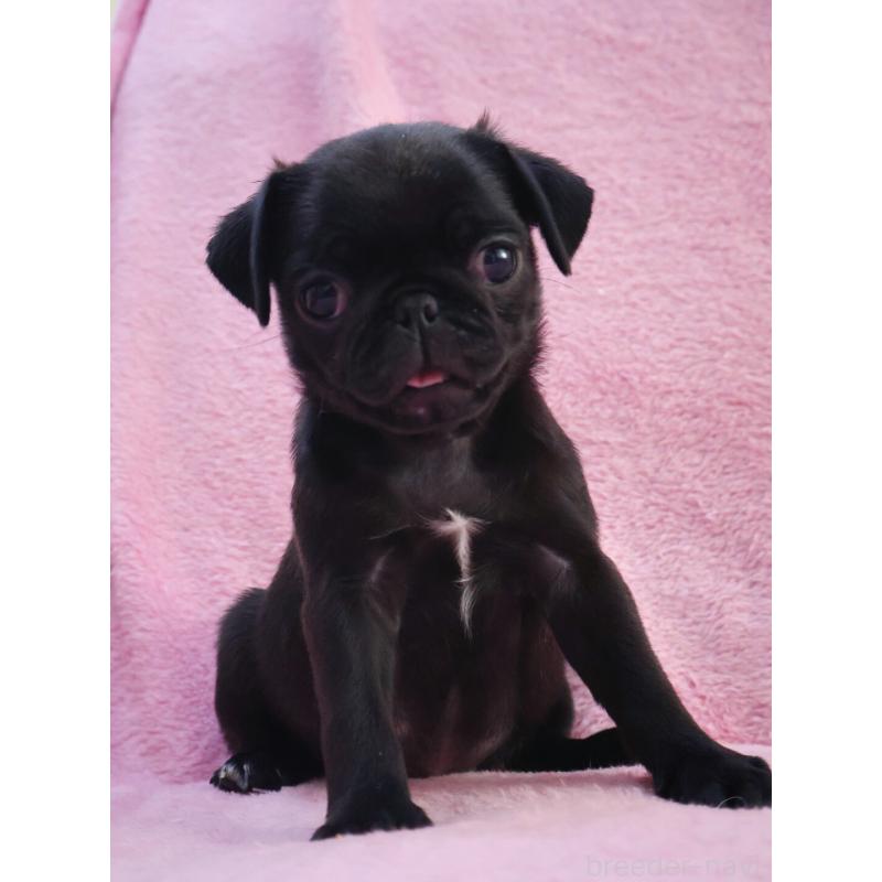 販売中の神奈川県のパグ-440193の9枚目