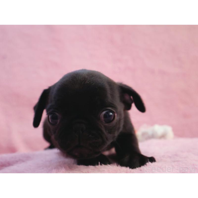 販売中の神奈川県のパグ-440193の8枚目