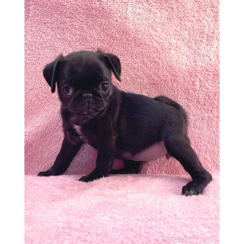 販売中の神奈川県のパグ-440193の7枚目